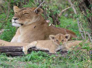 Masai Mara Tour Packages