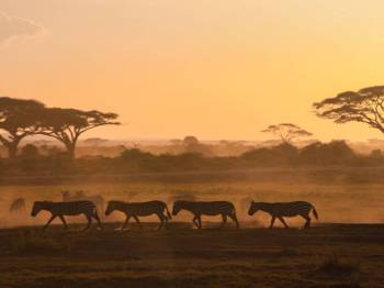 10 Nights 11 Days Safari & Beach Bliss