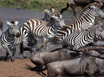 10 Nights 11 Days Safari & Beach Bliss