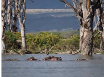 10 Nights 11 Days Safari & Beach Bliss