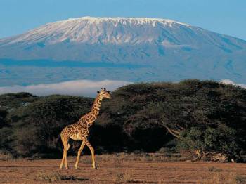 10 Nights 11 Days Safari & Beach Bliss