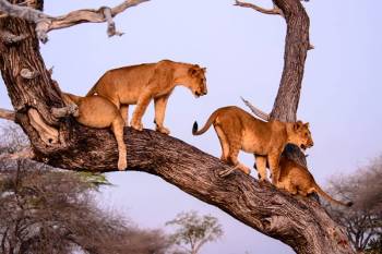 Masai Mara Tour Packages