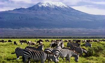 Day Tour To Amboseli National Park