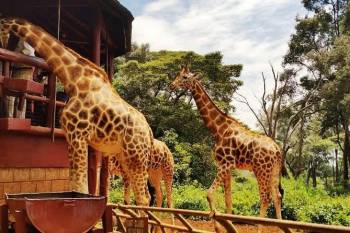 Day Tour To David Sheldrick Elephant Orphanage Trust And Giraffe Center