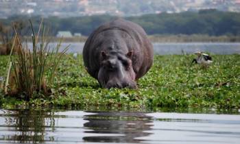 Day Tour To Lake Naivasha And Hell’s Gate Park