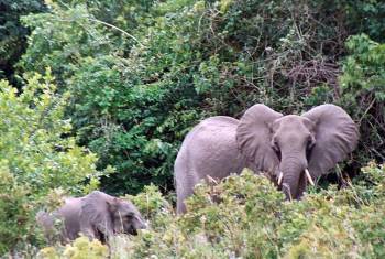 Day Tour To Shimba Hills National Reserve From Mombasa