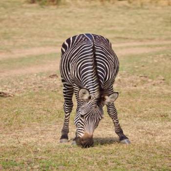 Masai Mara Tour Packages