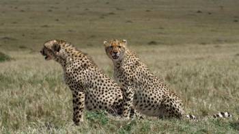 Masai Mara Tour Packages