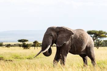 Masai Mara Tour Packages