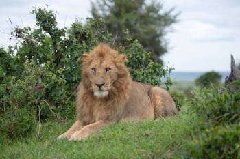 Masai Mara Tour Packages