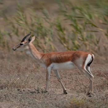 Masai Mara Tour Packages