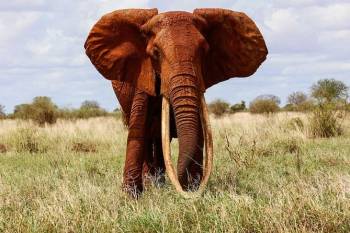 5D 4N Safari To Amboseli - Tsavo West - East National Parks Tour