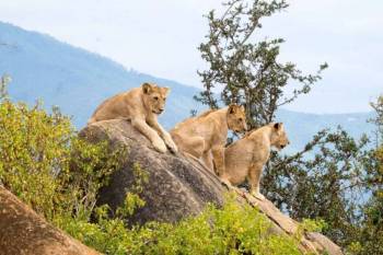 3 Days 2 Nights Safari To Tsavo East National Park From Nairobi