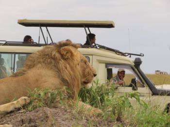 6 Nights 7 Days Masai Mara Safari and Diani Beach Combo