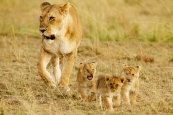 6 Nights 7 Days Masai Mara Safari and Diani Beach Combo