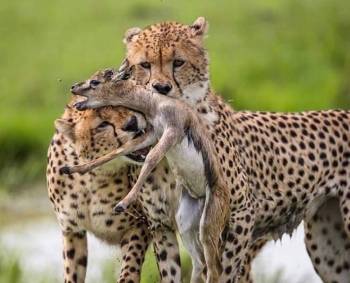 6 Nights 7 Days Masai Mara Safari and Diani Beach Combo