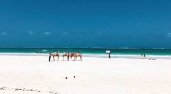 6 Nights 7 Days Masai Mara Safari and Diani Beach Combo