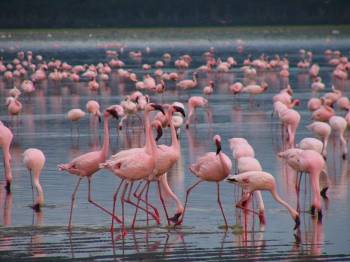 3 Nights 4 Days Lake Nakuru to Masai Mara Safari Package