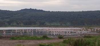 3 Nights 4 Days Lake Nakuru to Masai Mara Safari Package