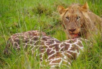 13 Days Kenya Luxury Safari Tour