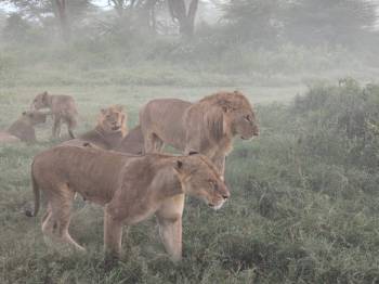 Masai Mara Tour Packages