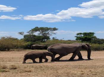 Masai Mara Tour Packages