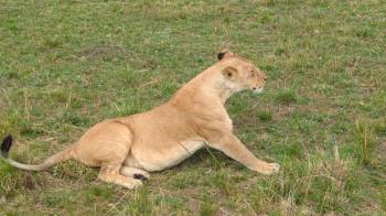 Masai Mara Tour Packages