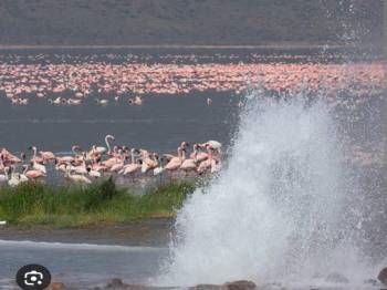 A Daytrip to Lake Bogoria and Lake Baringo