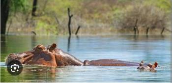 A Daytrip to Lake Bogoria and Lake Baringo