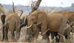 3days 2 Nights Samburu