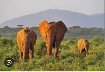 9 DAYS 8 NIGHTS  KENYA ITINERARY TREETOPS-NANYUKI-SAMBURU-NAKURU-MAASAI MARA-NAIROBI