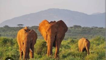 3 Days 2 Nights Samburu Itinerary By Air