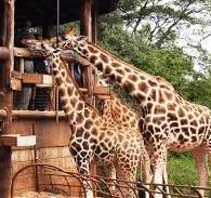 Day Trip to Nairobi National Park, Elephant Orphanage and Giraffe Center