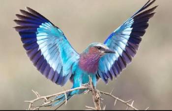 Bird Watching Bonanza in Kenya