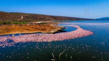 Bird Watching Bonanza in Kenya