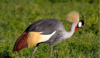 Bird Watching Bonanza in Kenya