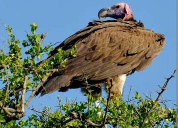 Bird Watching Bonanza in Kenya