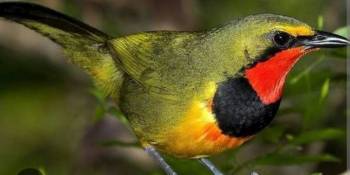 Bird Watching Bonanza in Kenya