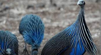 Bird Watching Bonanza in Kenya