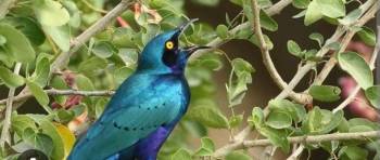 Bird Watching Bonanza in Kenya