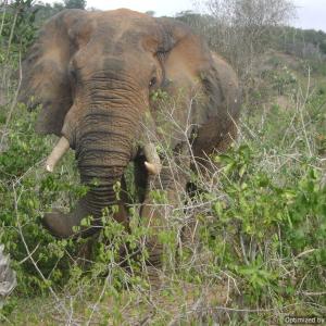 Day Trip to Shimba Hills National Reserve