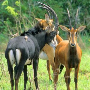 Day Trip to Shimba Hills National Reserve