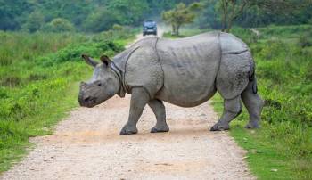 5 Nights - 6 Days Assam Package