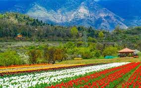 Kashmir Trip 5 Nights - 6 Days