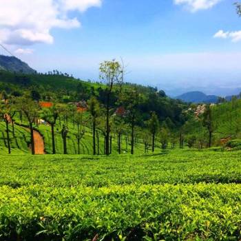 Glimpse Of South 6 Nights 7 Days Bangalore (1N)- Mysore (1N) - Coorg (2N) Ooty (2N)