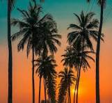 Goa Escape Koko Maya By Stone Wood  3 Nights / 4 Days Goa (3N)