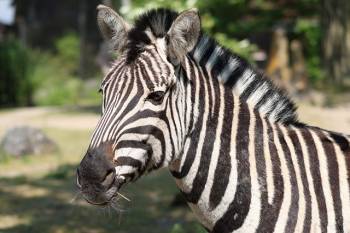 2 Days 1 Night Luxury Safari Tarangire & Ngorongoro Crater Safari
