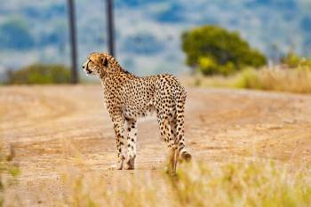 Ngorongoro Tour Packages