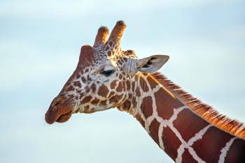 Manyara Tour Packages