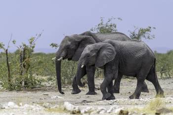 Ngorongoro Tour Packages